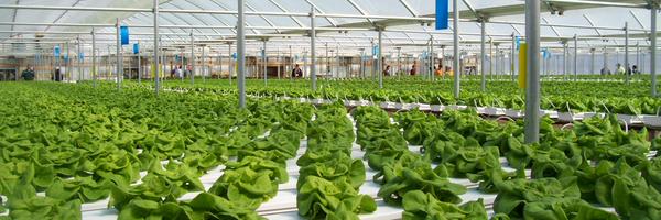 CropKingInc Profile Banner