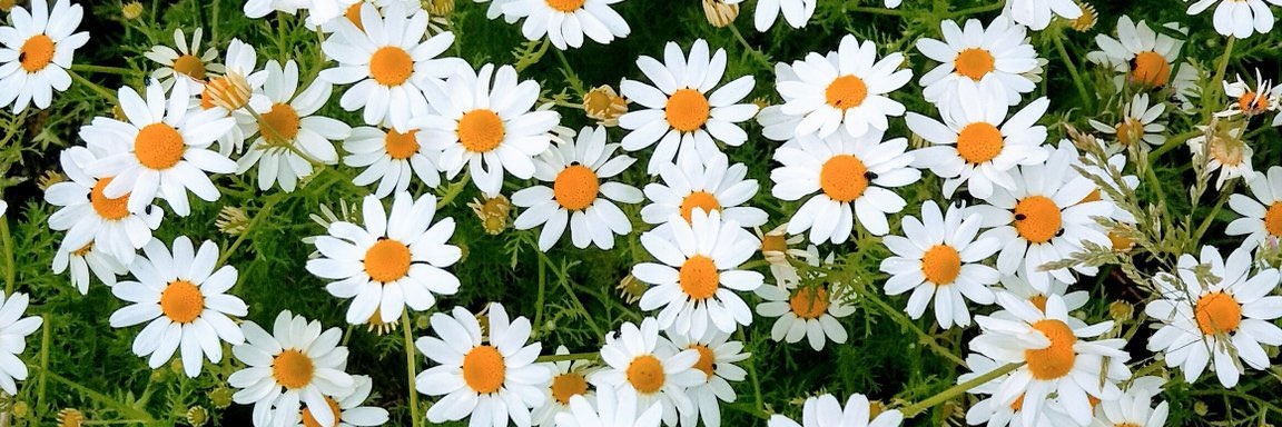 buttercup💚 banner