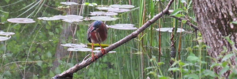 ChicagoBirding's profile banner image
