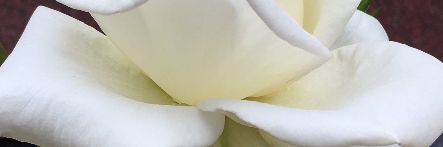 Cristiane D Bergerot's banner
