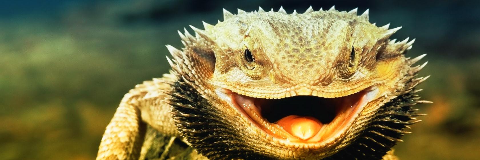 LizardGermany's profile banner image
