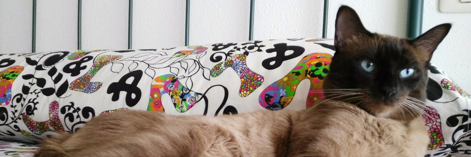 Ana Alonso Coello banner