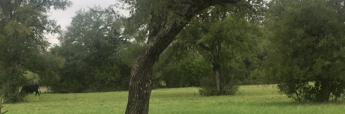 picklegloria's profile banner image