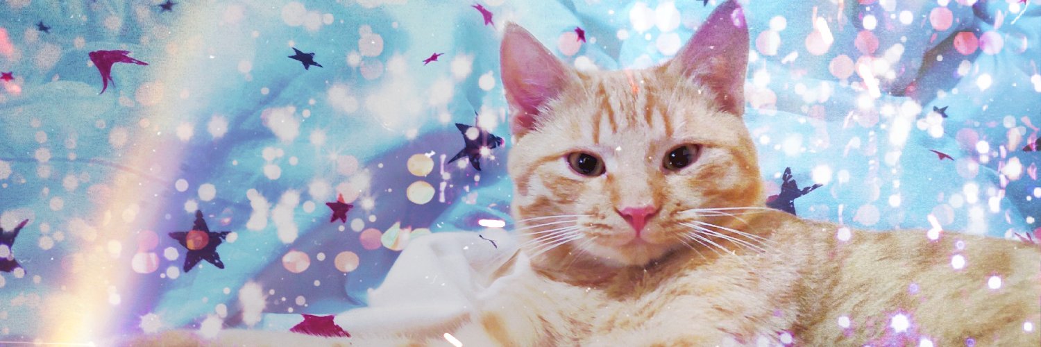 Cat Luca 🧄 banner
