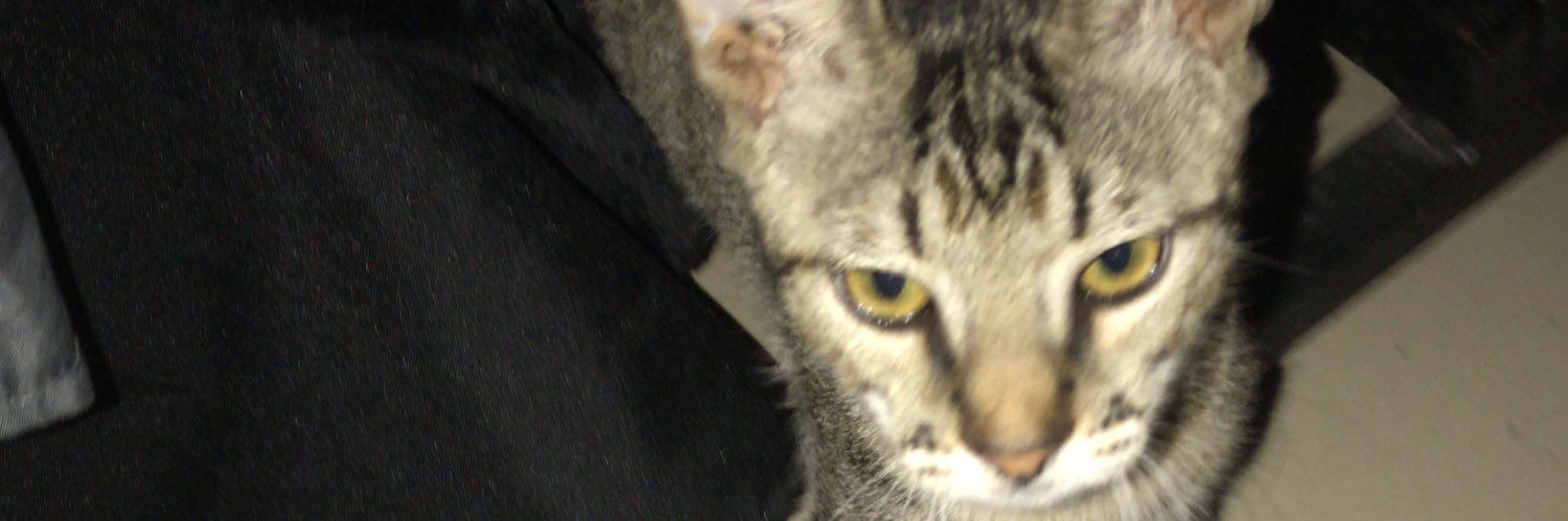 lautrapo's profile banner image