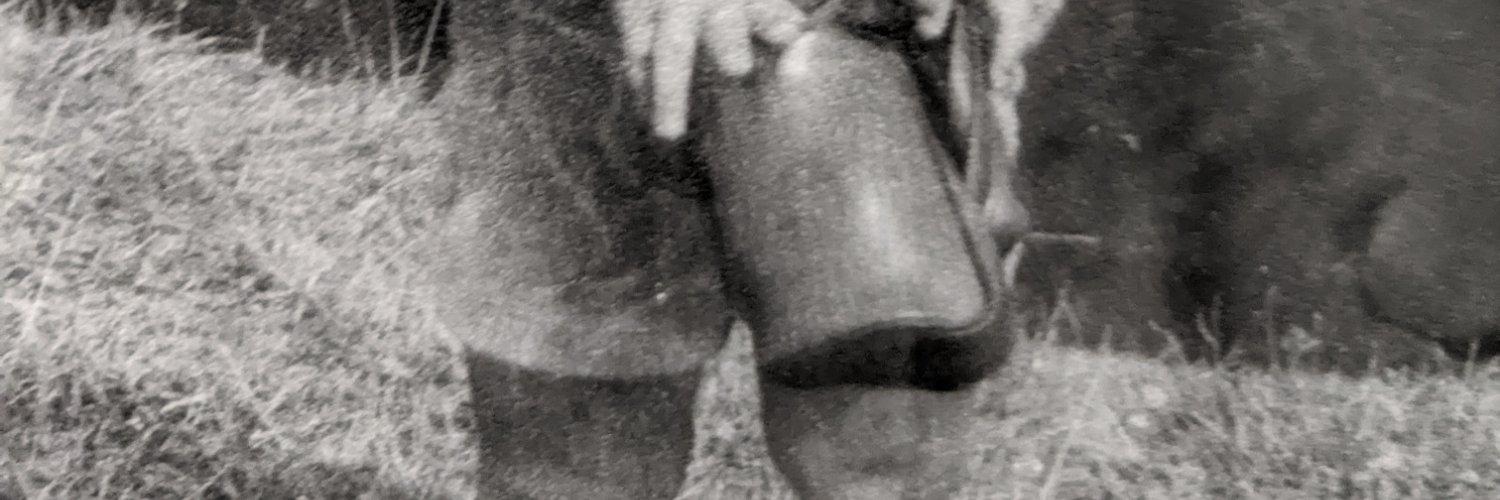 dragonflywwt's profile banner image