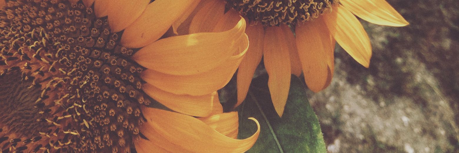 insoooooy's profile banner image