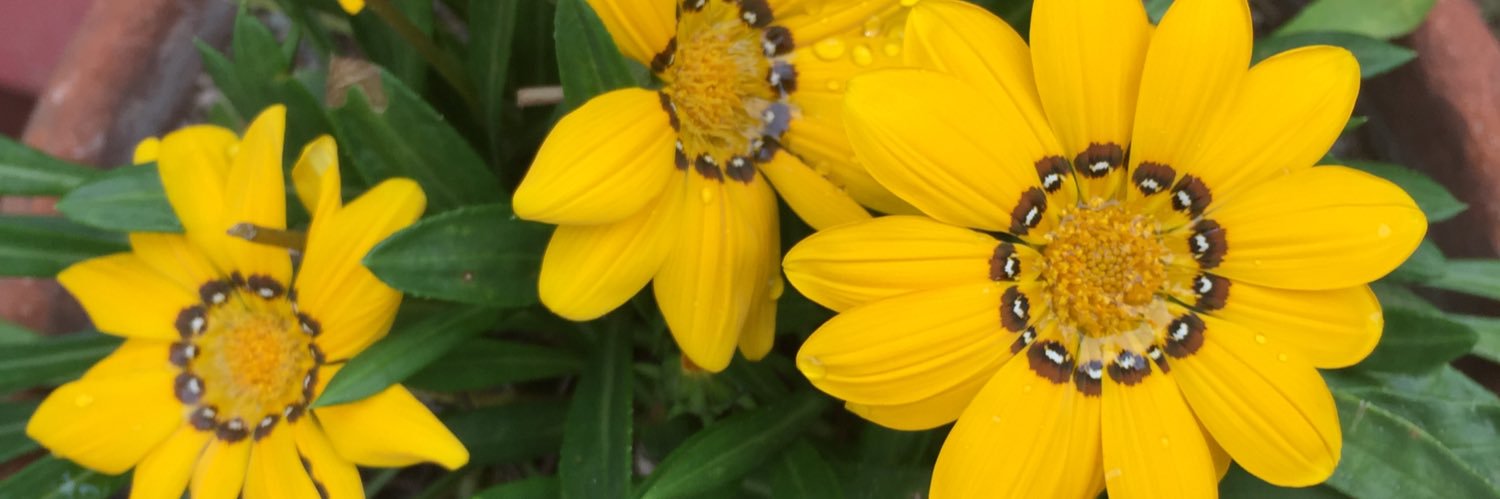 Rebecky_J's profile banner image