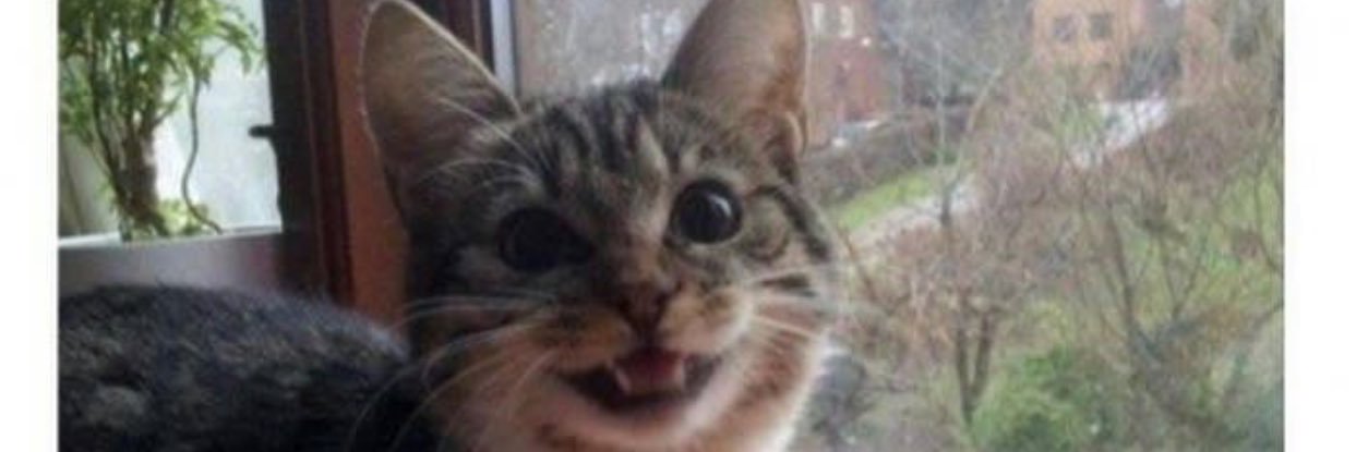 MrsKittyNinja's profile banner image