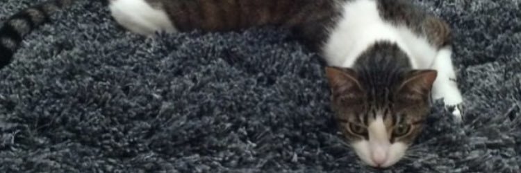 LuckyNorton's profile banner image