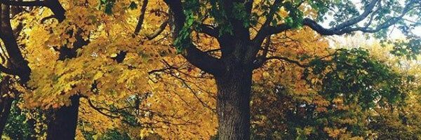 zaima_fatima's profile banner image
