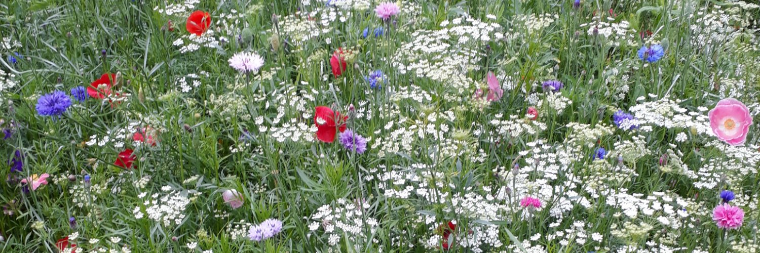 Alex Armstrong banner