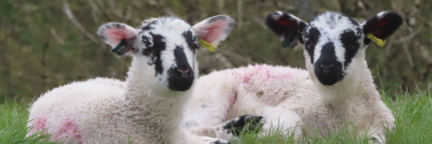 Ｂｅｖ ＭＡＲＫＳ banner