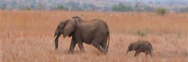 FinkelsteinLab Profile Banner