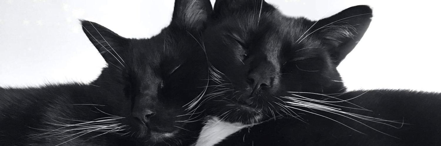 loudsunrises's profile banner image