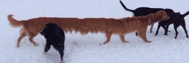 your bff alex banner