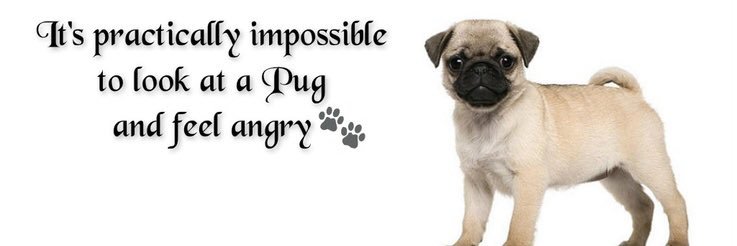 SusanPugLover's profile banner image