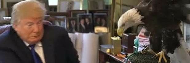 Serious_Eagle's profile banner image