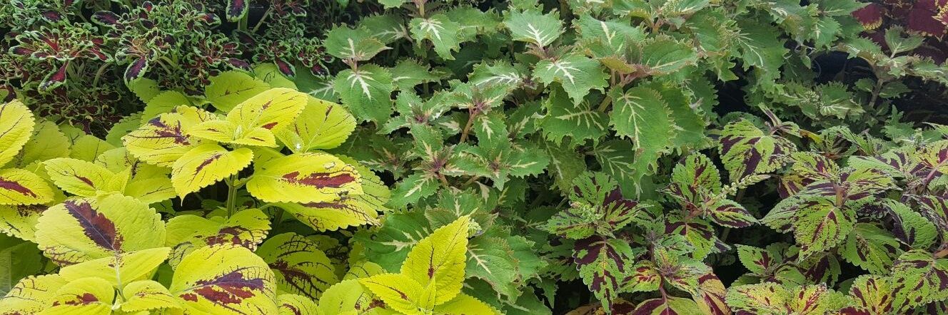 Mariona Chicón-Bosch 🧬 banner