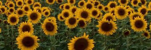 RoxNovoa's profile banner image