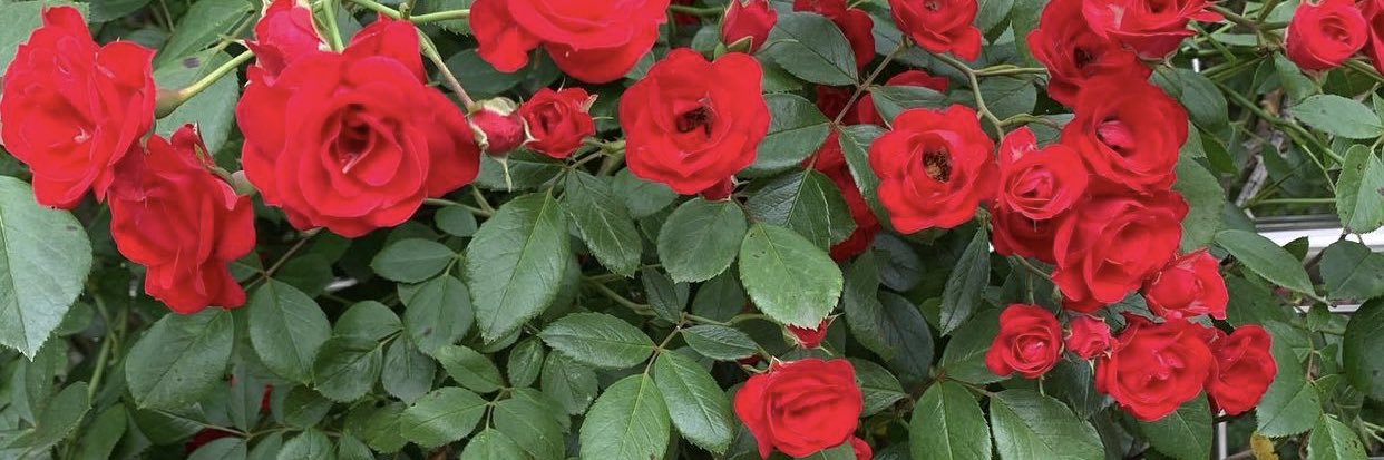 ADEBANJO_remedies banner