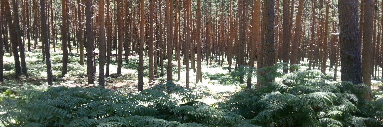 Vimokadipa Dh banner