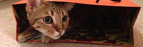 Missing Cats banner