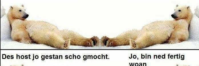 werschleinadi's profile banner image