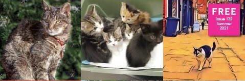 Shropshire Cat Rescue’s Big PURR Project🐾 banner