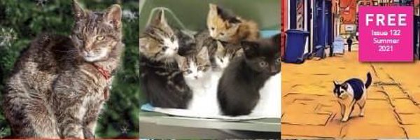 bigPURRproject Profile Banner