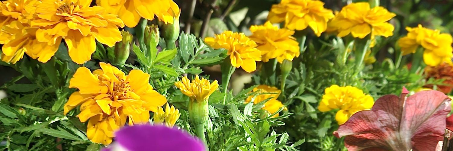 Dr Nitish Kumar banner