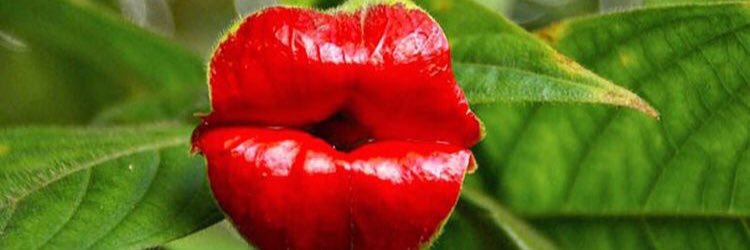 Cajelle's profile banner image