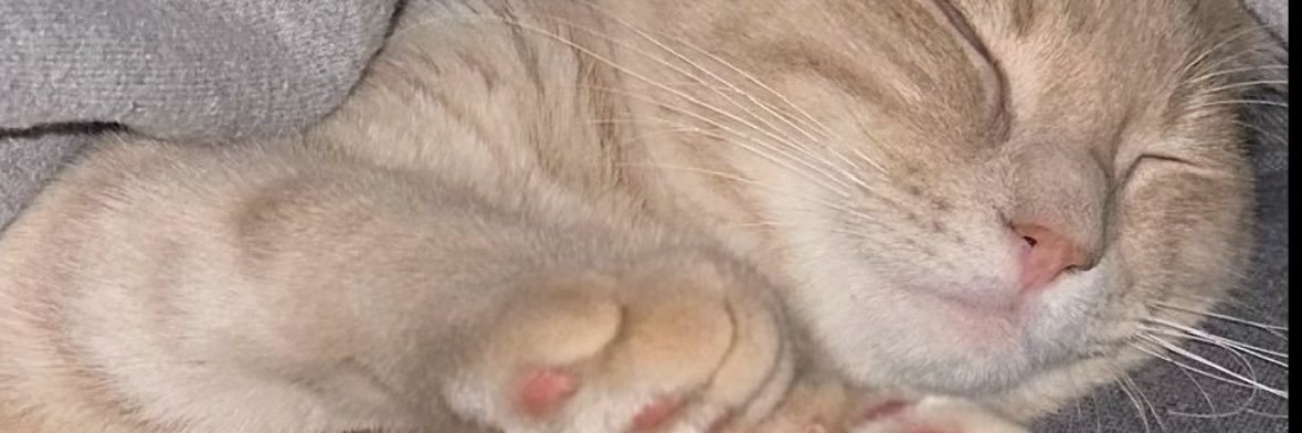 J 😼 banner