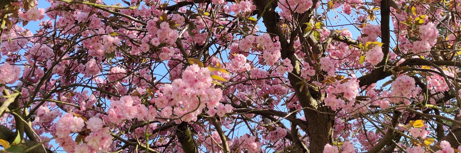 Dr Jasdeep Kaur banner