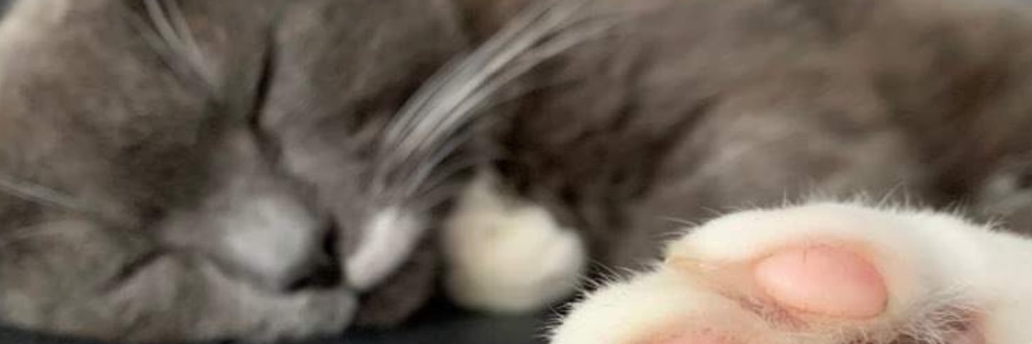 Debbie Faulkner banner