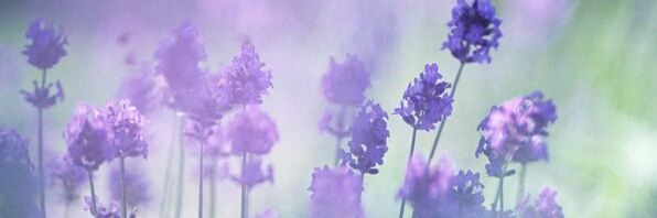 ♥♡ Leonora ♡♥ banner