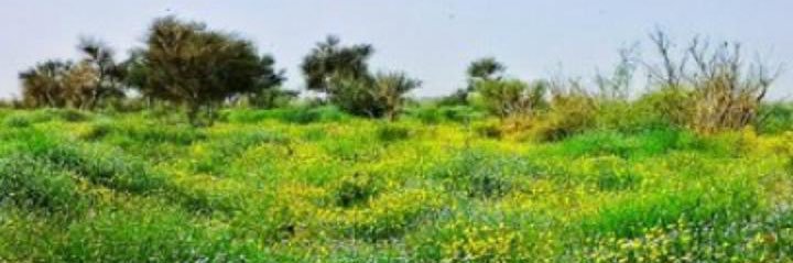 naseralfaleh's profile banner image