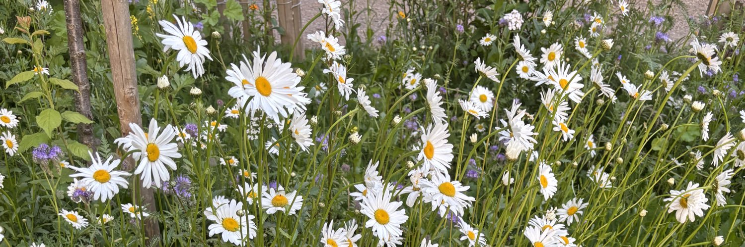 π r̶̶̻͚͌̿ 🪩 banner