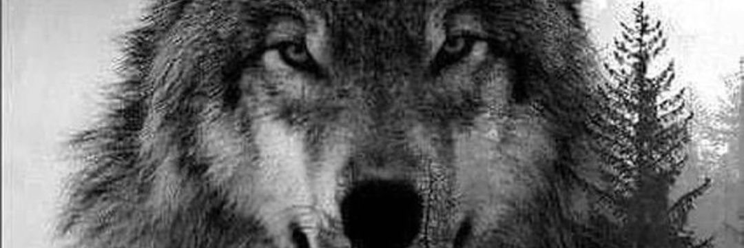 betyar74's profile banner image