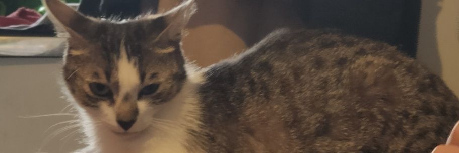 VavoIgnon's profile banner image