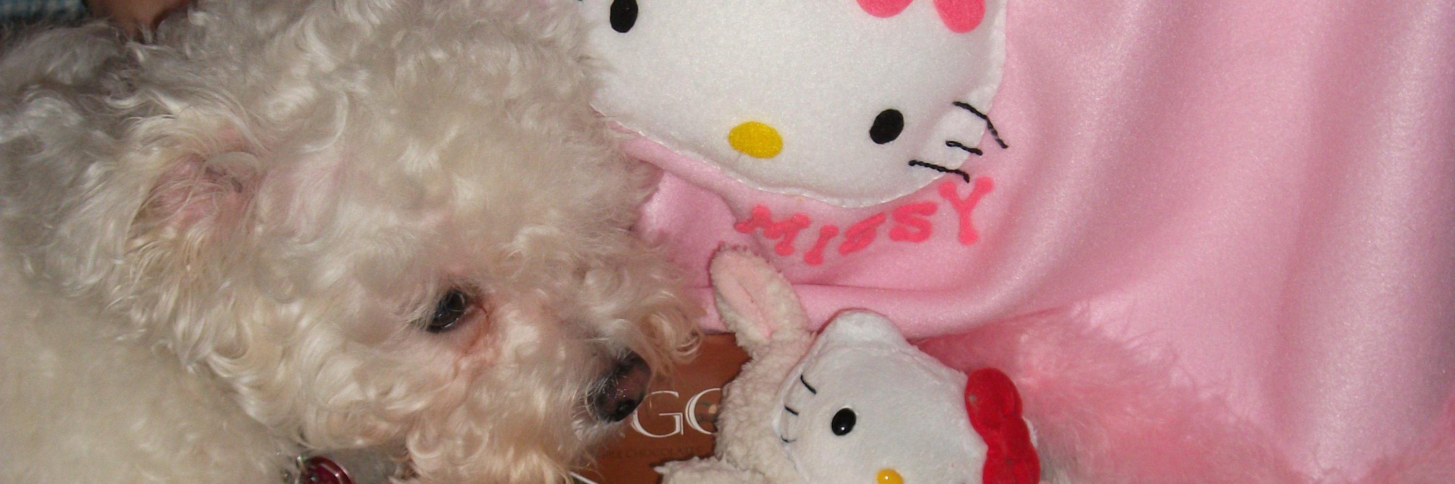 Francy Saunders banner