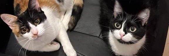 cafeconalan0's profile banner image
