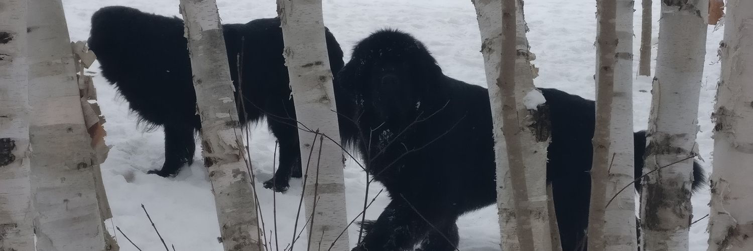 Newfie Dog Fan banner