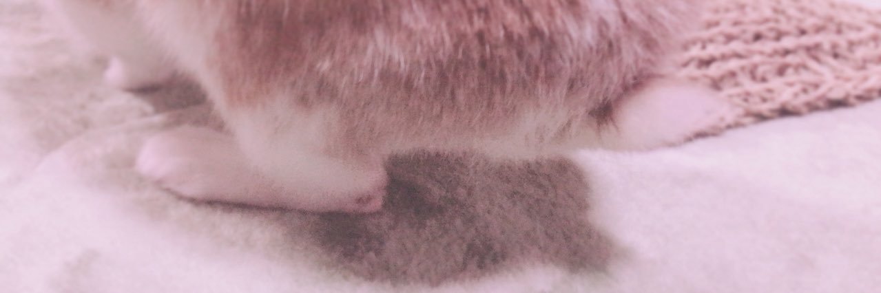 erilakkuma24's profile banner image