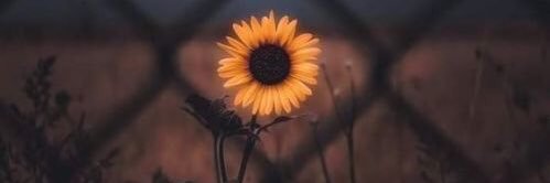 CeLocaMinina's profile banner image