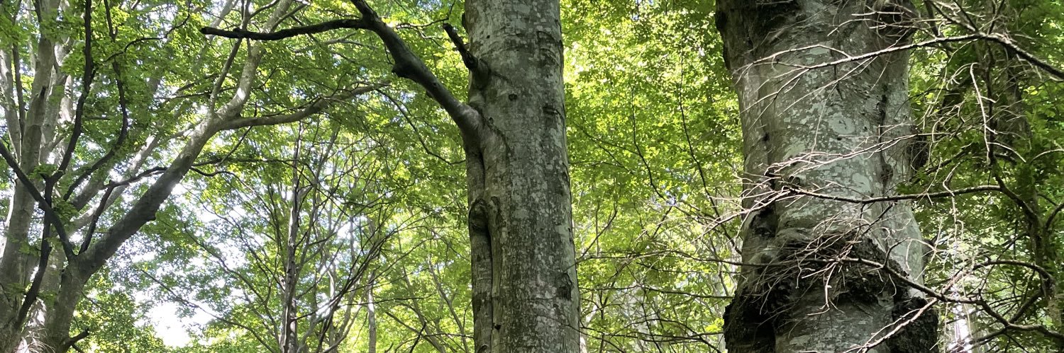 Anna Sanitjas banner