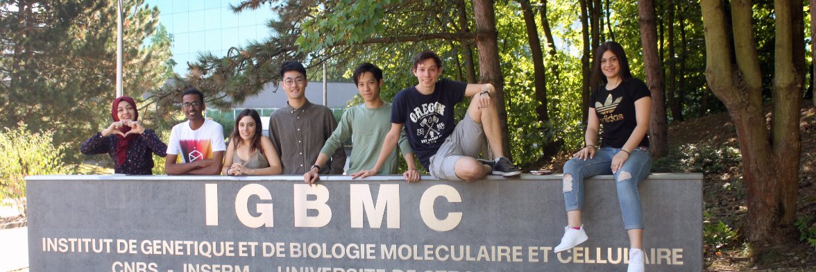 IGBMC's banner