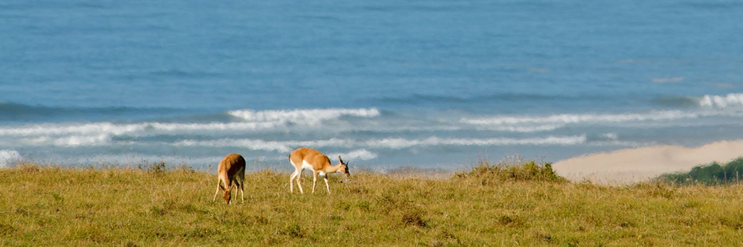 oribi_haven's profile banner image