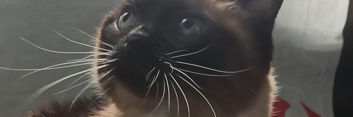 tridamz's profile banner image