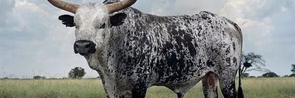 TortilleroExper's profile banner image